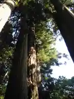 鹿島大神宮の自然