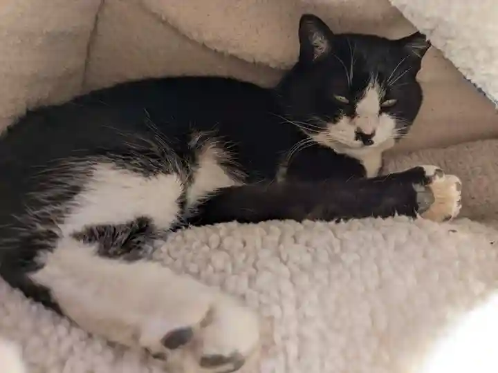 八幡社(柏井町)の動物