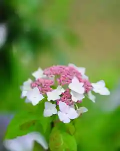 浄土寺(兵庫県)(2023年06月11日(日) 06時20分25秒投稿)