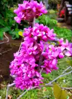 神足寺(東京都)