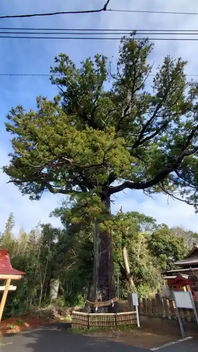 松澤 熊野神社の自然