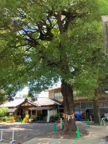 荻窪白山神社(東京都)