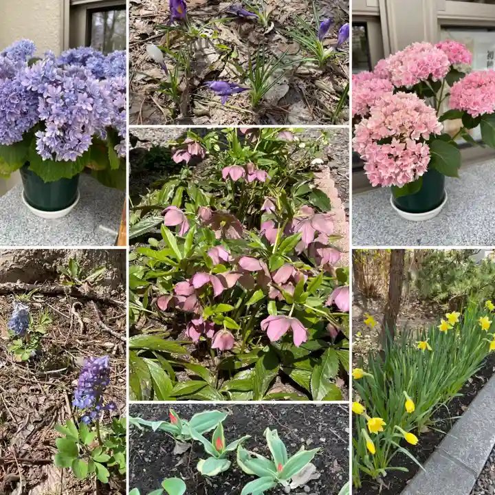 新琴似神社の庭園