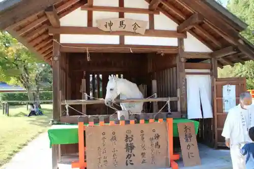 賀茂別雷神社（上賀茂神社）の動物