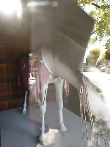 知立神社の狛犬