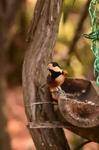 峯神社(大麻比古神社奥宮)(徳島県)