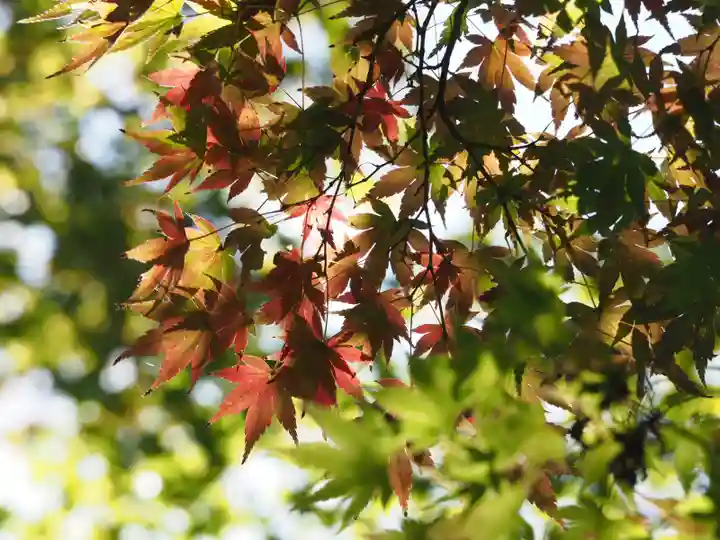 長壽寺(長寿寺)の自然