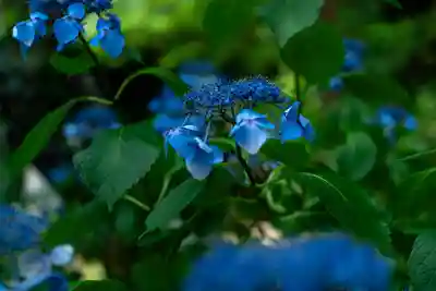 平野神社(京都府)