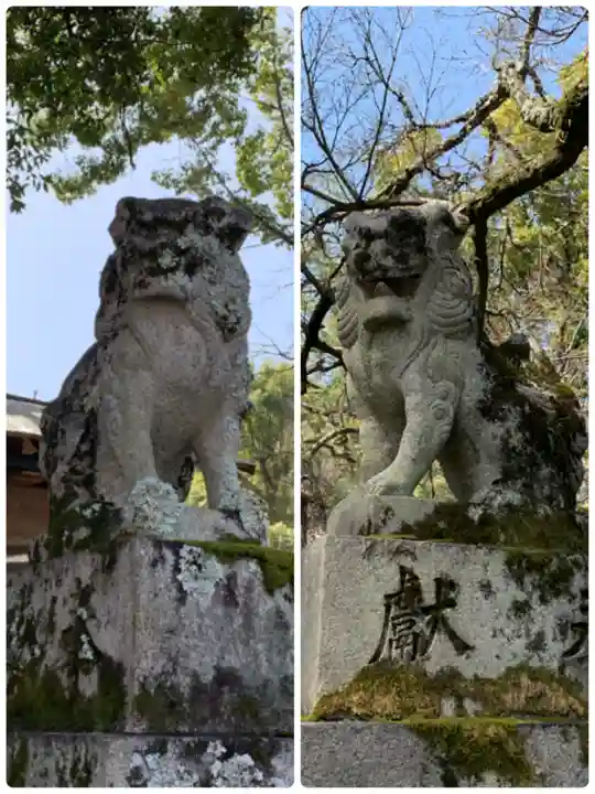 松尾大社の狛犬