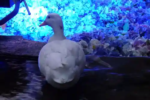楽法寺（雨引観音）の動物