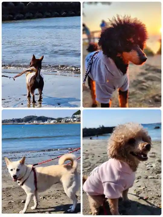 森戸大明神(森戸神社)の動物