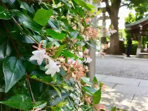 麻布氷川神社の自然