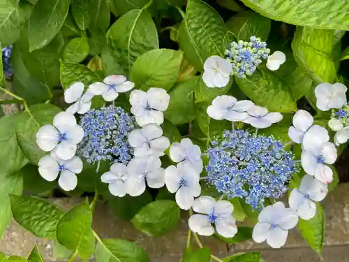 白山神社の自然