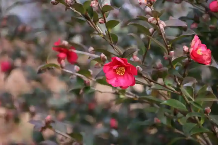 阿久津「田村神社」(郡山市阿久津町)旧社名:伊豆箱根三嶋三社の庭園