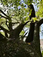 若一神社の自然