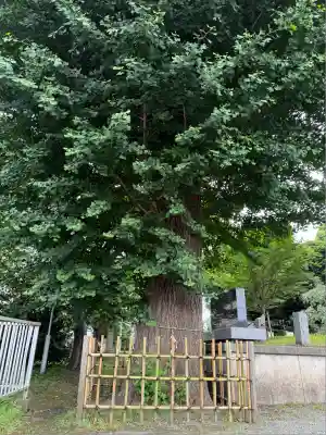 相模原氷川神社(神奈川県)