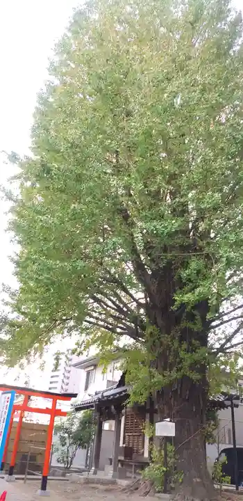 稼穡稲荷社の自然