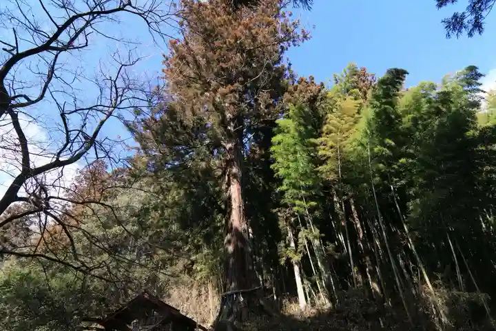 都々古別神社の自然