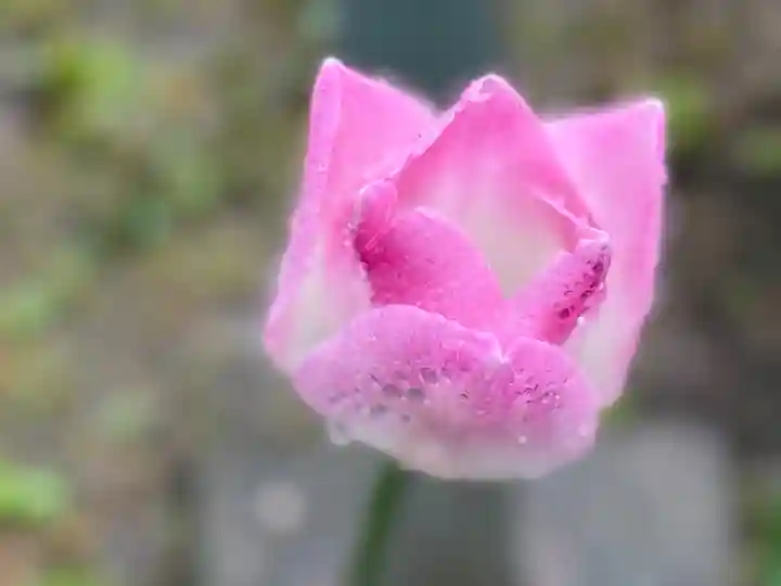 西方山極楽寺(岐阜県)