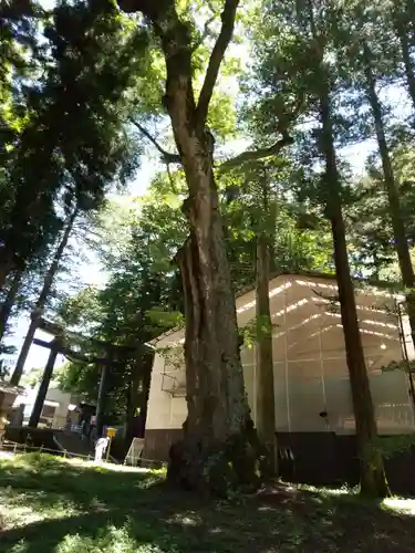 諏訪大社の自然