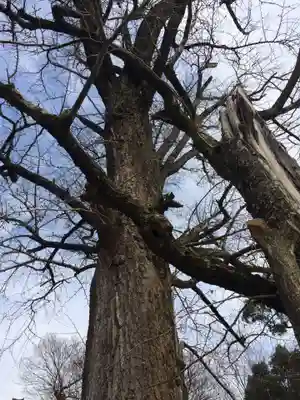 綾部八幡神社(佐賀県)