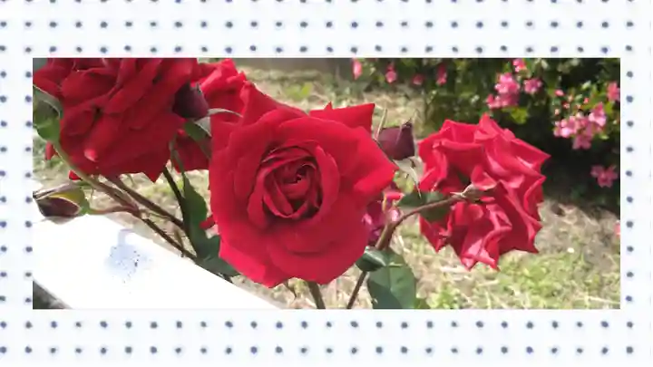 尾久八幡神社(東京都)