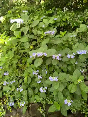 阿佐ヶ谷神明宮(東京都)