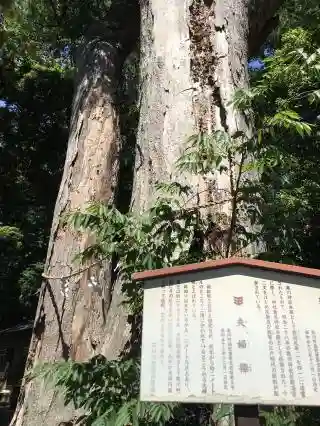 倉見神社の自然