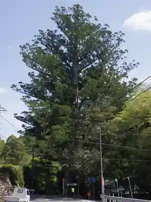 武速神社の自然