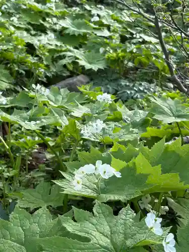 白山比咩神社　奥宮(石川県)