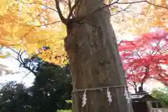 日吉神社の自然