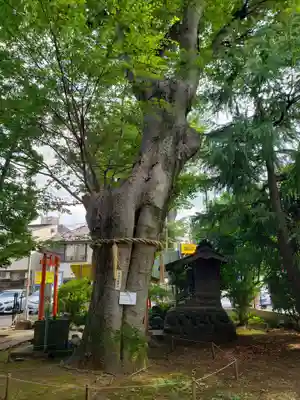 阿佐谷弁天社の自然