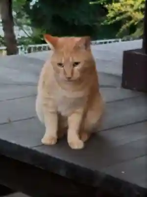 観音寺の末社・摂社