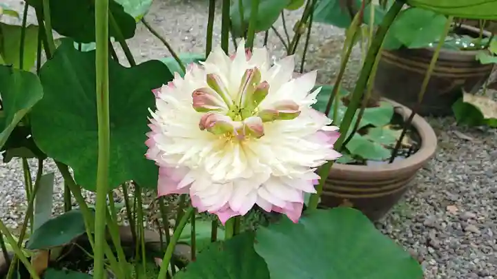 代通寺(静岡県)