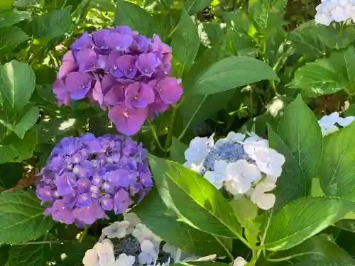 山中浅間神社の自然