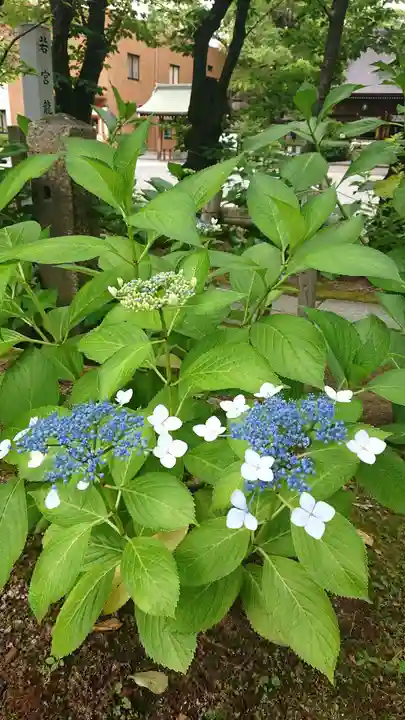 若宮八幡社の自然