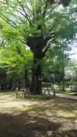 赤坂氷川神社(東京都)