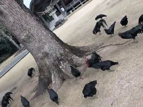 玉祖神社の御朱印