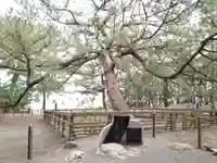 御穂神社の自然
