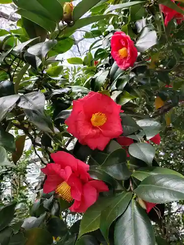 芝大神宮の自然