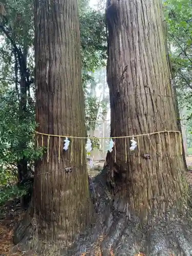 日吉神社の{uncategorized: "未分類", other: "その他", undefined: "問題あり", building: "その他建物", grave: "お墓", sacred_gate: "鳥居", guardian: "狛犬", statue: "像", buddha: "仏像", history: "歴史", nature: "自然", garden: "庭園", animal: "動物", pagoda: "塔", temizu: "手水舎", mountain_gate: "山門・神門", sanctuary: "本殿・本堂", subordinate: "末社・摂社", art: "芸術", scenery: "景色", jizo: "地蔵", ema: "絵馬", goshuin: "御朱印", omikuji: "おみくじ", items: "授与品その他", amulet: "お守り", goshuincho: "御朱印帳", eats: "食事", festival: "お祭り", votive_dance: "神楽", shichigosan: "七五三参", wedding: "結婚式", experience: "体験その他", initially: "初詣", around: "周辺", anti_infection: "感染症対策"}
