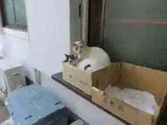 安居神社の動物