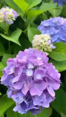 柳谷観音　楊谷寺(京都府)