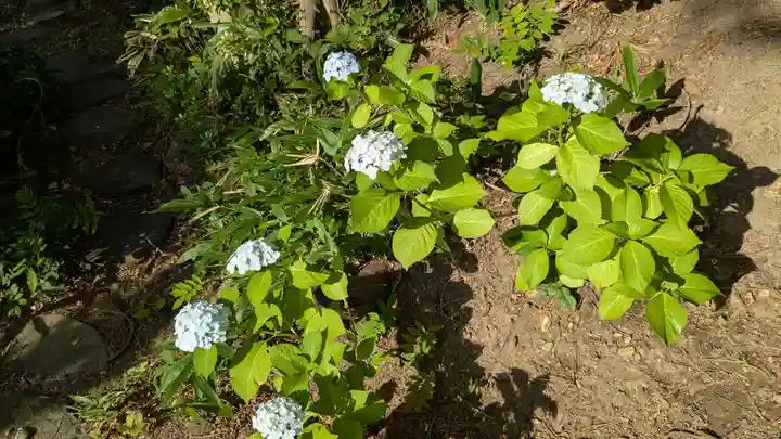 上川神社の自然