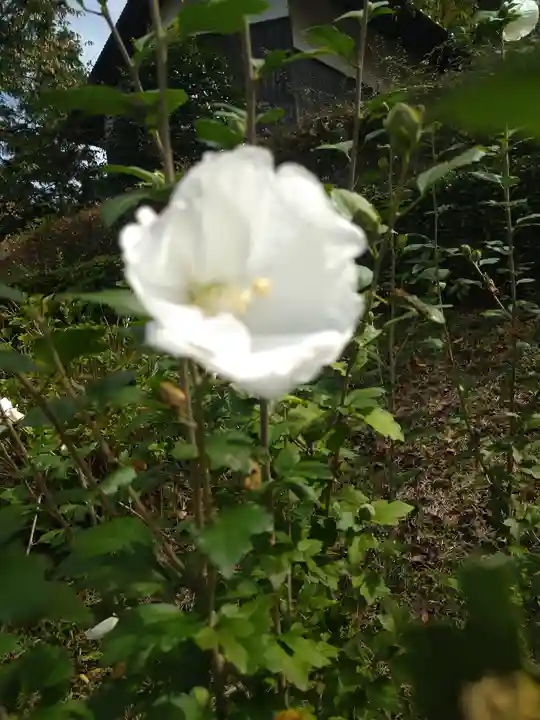 木華佐久耶比咩神社の自然