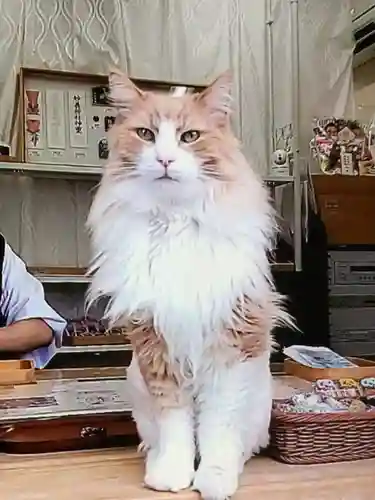 駒込妙義神社(東京都)