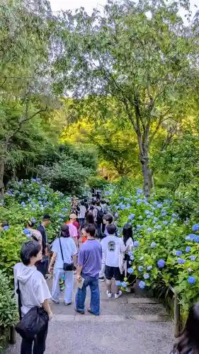 明月院(神奈川県)