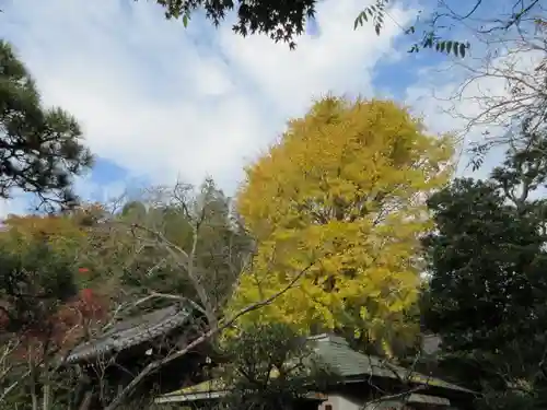 浄光明寺の自然