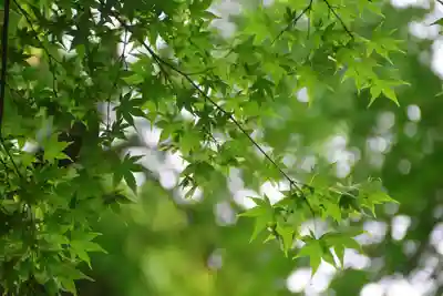 三春大神宮の自然