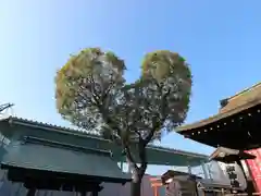 南宮宇佐八幡神社（脇浜神社）の自然